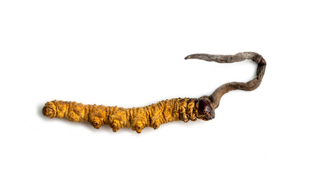 cordycepe sinensis (CHONG CAO, DONG CHONG XIA CAO) or mushroom cordyceps this is a herbs on isolated background. Medicinal properties in the treatment of diseases. National organic medicine.の写真素材
