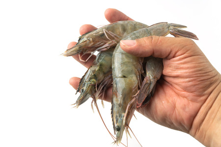 The hands of men are holding group of fresh raw pacific white shrimp on white background.の写真素材