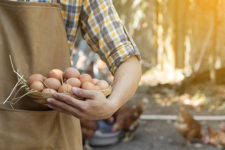 young smart farmer wear plaid long sleeve shirt brown apron are holding fresh chicken eggs into basket at a chicken farm in him home areaの写真素材