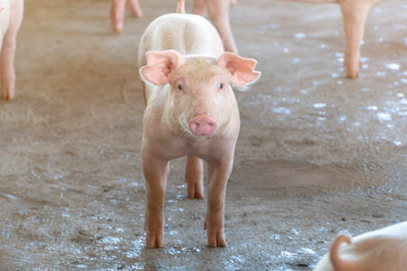 2 month year old piggy that looks healthy in a local asian pig farm. The concept of standardized and...