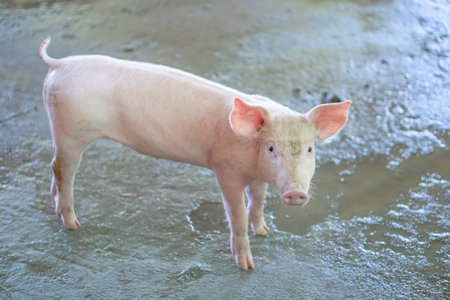2 month year old piggy that looks healthy in a local asian pig farm. The concept of standardized and...