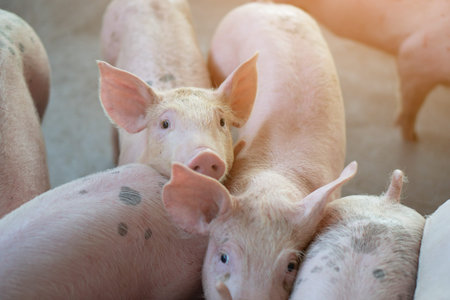 Group of pig that looks healthy in local ASEAN pig farm at livestock. The concept of standardized...