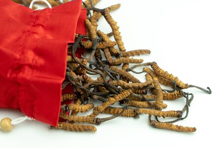 Closeup of Ophiocordyceps sinensis or mushroom cordyceps in red cloth bag on isolated background. Medicinal properties in the treatment of diseases. National organic medicine.の写真素材