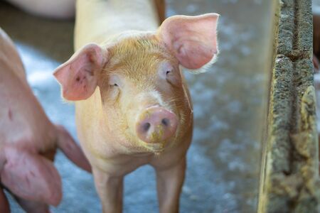 Group of pig that looks healthy in local swine farm at livestock. The concept of standardized and clean farming without local diseases or conditions that affect piglet growth or fecundityの写真素材