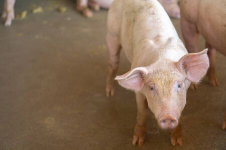Group of pig that looks healthy in local pig farm at livestock. The concept of standardized and clean farming without local diseases or conditions that affect pig growth or fecundityの写真素材