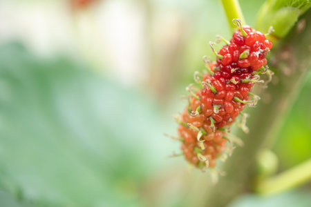 Mulberry fruit and green leaves on the tree. Mulberry this a fruit and can be eaten in have a red...