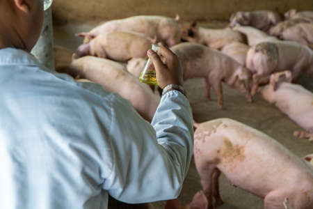 Rear View of veterinarian Doctor wearing a protective suit and holding an Erlenmeyer flask for checking Foot and Mouth Disease in pig farming. Concept of prevention of communicable diseases in animalの写真素材