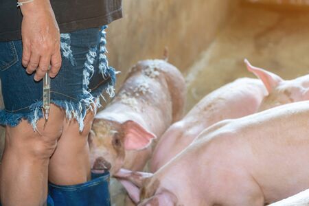 The pig farm owner holds a syringe to treat diarrhea in the pig. In order to prevent and reduce the contagious disease in animalsの写真素材