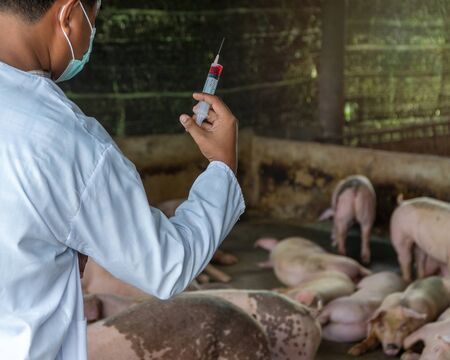 Rear view of veterinarian Doctor wearing protective suit and holding a syringe for Foot and Mouth Disease Vaccine in pig farming. Concept of prevention of communicable diseases in the pigs farm.の写真素材