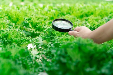 Closeup of farmer hands holding magnifying glass and looking at the vegetables in hydroponics farm. Abnormal Detection, check for small things, fungal pathogens, researcher concept.の写真素材