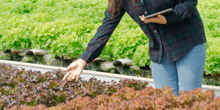 Asian women holding green oak in hydroponic vegetable farms and checking root of Greenbo and the...