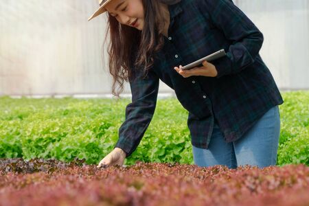 Asian women holding green oak in hydroponic vegetable farms and checking root of Greenbo and the quality of organic vegetables at the greenhouse farm garden.  Agriculture organic for health concept.の写真素材