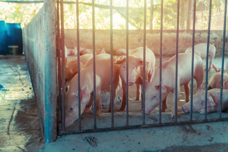 Group of pig that looks healthy in local  swine farm at livestock. The concept of standardized and...