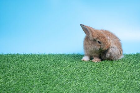 Furry and fluffy cute Black rabbit is sitting and cleaning back leg on green grass and blue background. Concept of rodent pet and easter.の写真素材