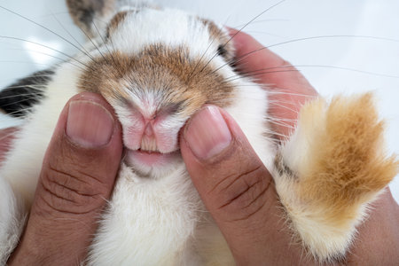 Veterinarian are carrying a rabbit on his lap and trying to open rabbit mouse and checking teeth