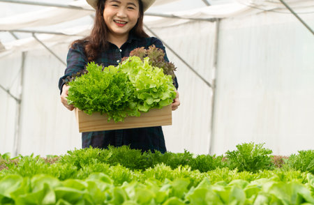 Asian woman farmers harvest fresh salad vegetables in hydroponic plant system farms in the...