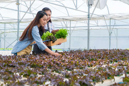 Asian woman farmer holding a vegetable basket of fresh vegetable salad on an organic farm. Concept of agriculture organic for health, Vegan food, and Small business.の写真素材