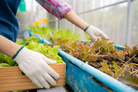 Portrait of happy Asian woman farmer holding basket of fresh vegetable salad in an organic farm in a greenhouse garden, Concept of agriculture organic for health, Vegan food and Small business.の写真素材