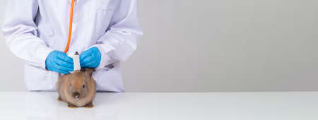 Veterinarians Used a bandage to Wrap around the fluffy rabbit broken ear to wet the ear. Concept of animal healthcare with a professional in an animal hospitalの写真素材