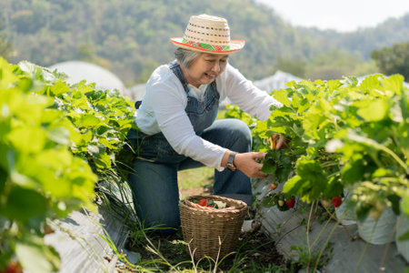 Happy Asian woman senior farmer working on organic strawberry farm and harvest picking strawberries. Farm organic fresh harvested strawberry and Agriculture industry.の写真素材