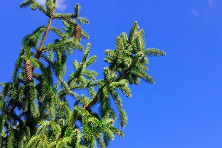 Spruce fresh branch with cones over blue sky.の写真素材