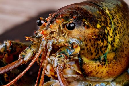 Cute face of cute live lobster with details. Macro shot.の写真素材