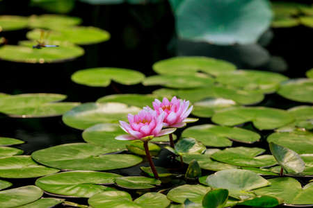Two pretty pink lily flowers in water. Outdoor park lake.の写真素材