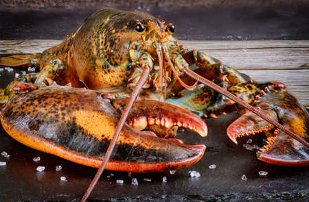 Face and claw of live lobster with details. Macro shot.の写真素材