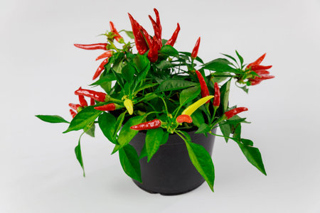 Chilli peppers plant in pot isolated on white background.