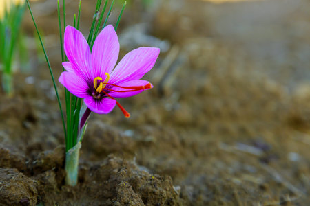 Saffron purple flower is growing on a field. Natural spice.