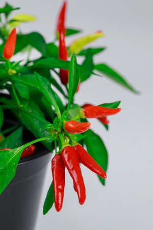 Chilli peppers plant in pot isolated on white background.の写真素材