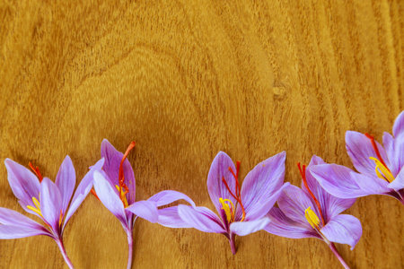 Top view of beautiful purple saffron flowers with stamens for spice on wooden background..