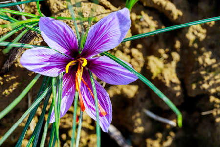 Close up of beautiful flower saffron growing on field for harvest of spice. Agriculture.の写真素材