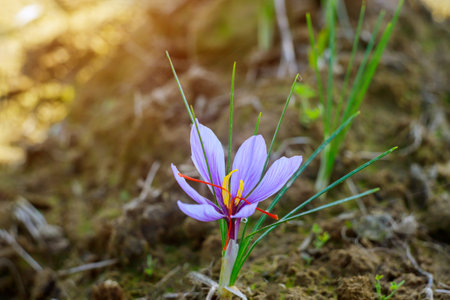 Violet saffron flower growing in the ground. Agriculture.の写真素材