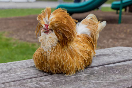 Brown padovana chicken lying on wooden table.の写真素材