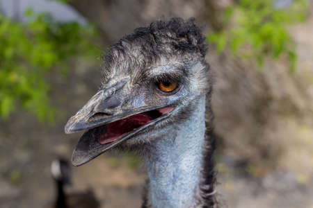 Portrait of blue emu with open mouth on nature background..の写真素材