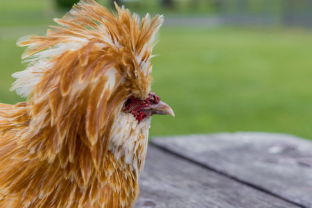 Portrait of a padovana chicken with long red peak.の写真素材