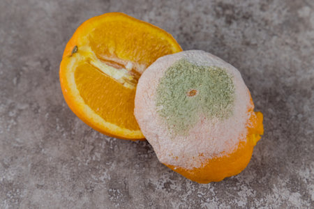 Cut mouldy orange with white and green mold on table.の写真素材