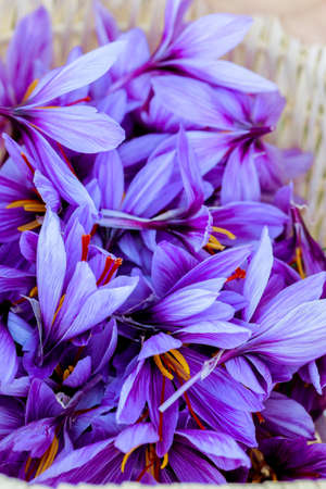 Close up of purple saffron flowers at harvest season.の写真素材