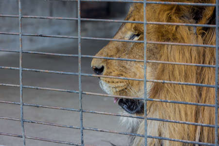 Male lion looking through metallic bars. Zoo animals.の写真素材