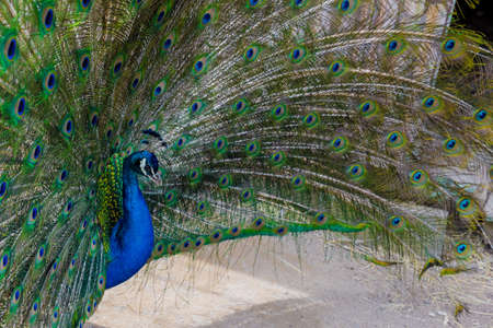Colorful blue peacock with open tail. Wild indian animal.の写真素材