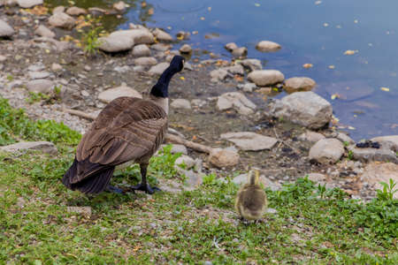 Mother goose with baby gosling together looking on water.の写真素材