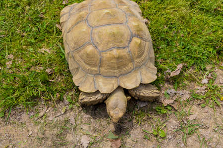 Old turtle with shell pattern walking on green grass.の写真素材