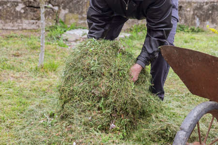 Men collects cut green grass in a garden cart for compost.の写真素材