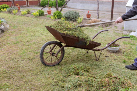 Man collecting cut green lawn in yard cart for composting.の写真素材