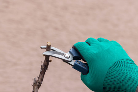 Hand with gardener scissors is pruning grape branch. Agriculture concept.