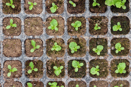 Top view of green lettuce seedling in plastic cultivation tray.