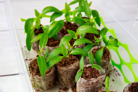 A starting peat tablet is used to grow bell pepper seedlings.の写真素材