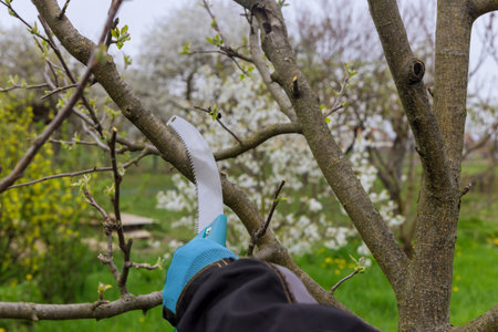 In spring men cut a branch from a fruit tree with a garden saw.