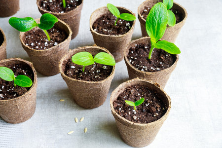 A young squash seedling grows in pot.の写真素材